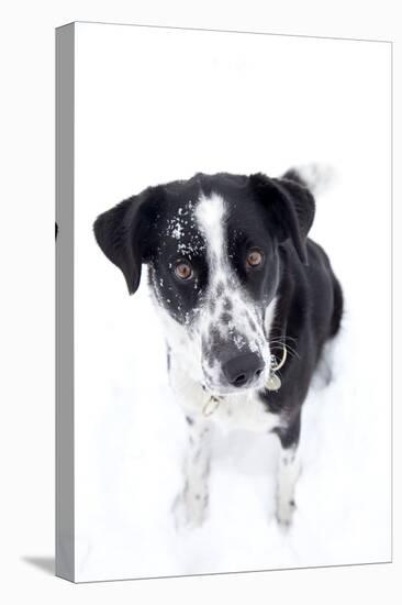 Winter, Dog, Pet, Snow-Nora Frei-Premier Image Canvas