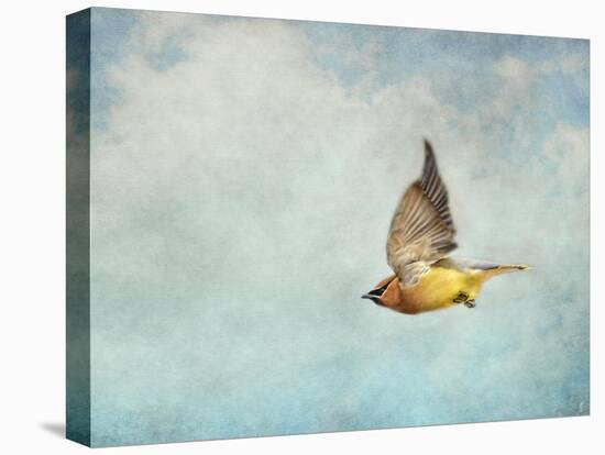 Winter Flight Cedar Waxwing-Jai Johnson-Premier Image Canvas