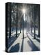 Winter Forest in the Back Light-Thonig-Premier Image Canvas