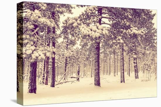 Winter Forest Vista-duallogic-Premier Image Canvas