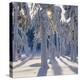 Winter Forest-Hans Strand-Premier Image Canvas