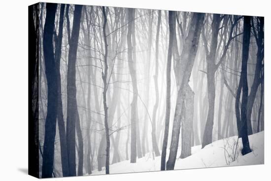 Winter Forest-Alexey Rumyantsev-Premier Image Canvas