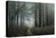 winter forest-Phillipe Manguin-Premier Image Canvas
