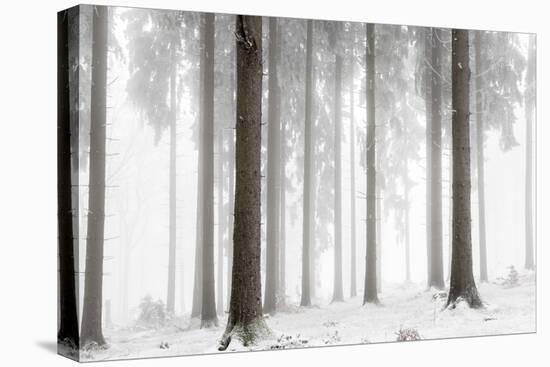 Winter Forest-Mareike Böhmer-Premier Image Canvas