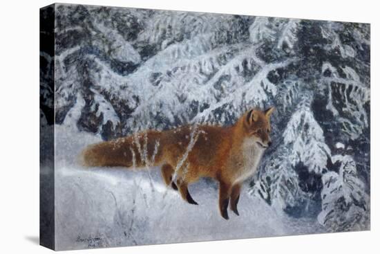 Winter Fox, 1904-Bruno Andreas Liljefors-Premier Image Canvas