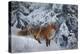 Winter Fox, 1904-Bruno Andreas Liljefors-Premier Image Canvas
