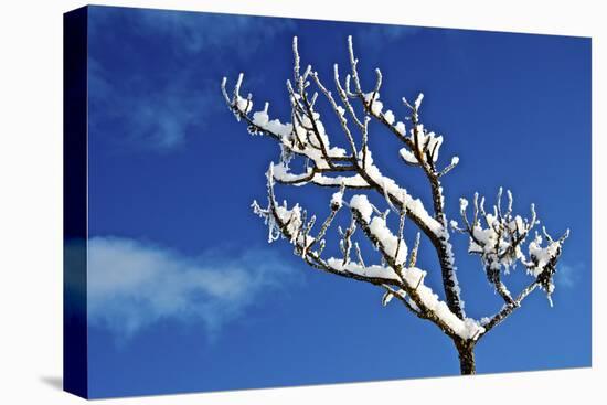 Winter Frost. Winter in British Columbia Brings a Variety of Landscapes and Close-Ups-Richard Wright-Premier Image Canvas