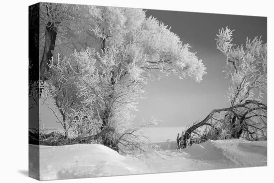 Winter Frost-Gordon Semmens-Premier Image Canvas