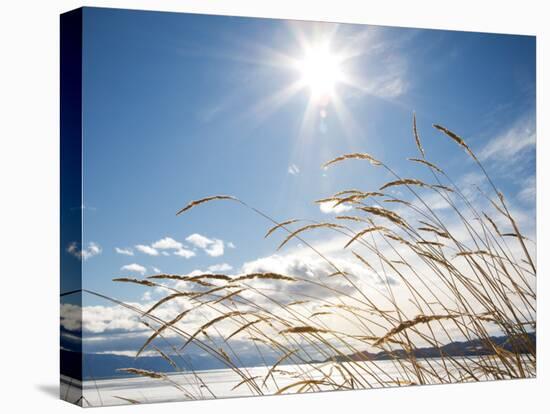 Winter Grass-Andrew Geiger-Premier Image Canvas