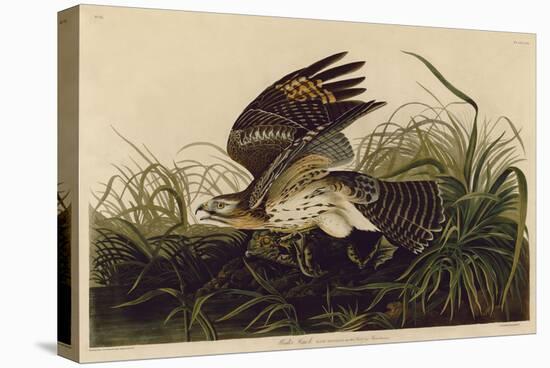 Winter Hawk-John James Audubon-Stretched Canvas
