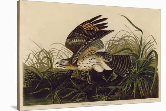 Winter Hawk-John James Audubon-Stretched Canvas