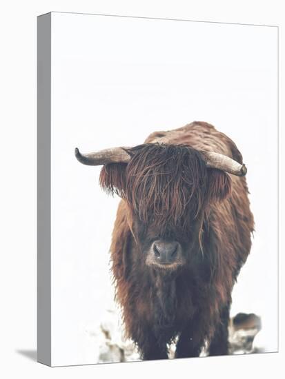 Winter Highland Cow-Leah Straatsma-Stretched Canvas