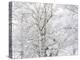 Winter Hush I-Doug Chinnery-Premier Image Canvas