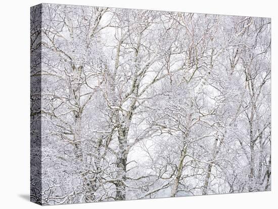 Winter Hush II-Doug Chinnery-Premier Image Canvas