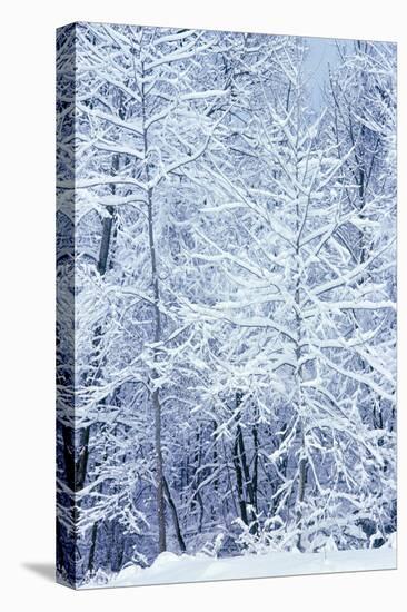 Winter in a park, Indianapolis, Indiana, ISA-Anna Miller-Premier Image Canvas