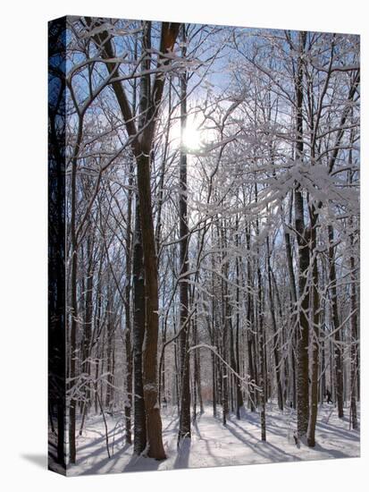 Winter in Eagle Creek Park, Indianapolis, Indiana, USA-Anna Miller-Premier Image Canvas