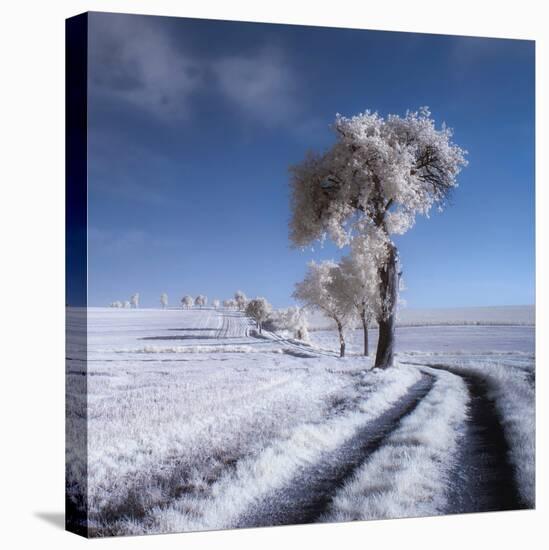 winter in summer-Piotr Krol (Bax)-Premier Image Canvas