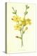 Winter Jasmine-Frederick Edward Hulme-Premier Image Canvas