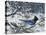 Winter Jay-Jeff Tift-Premier Image Canvas