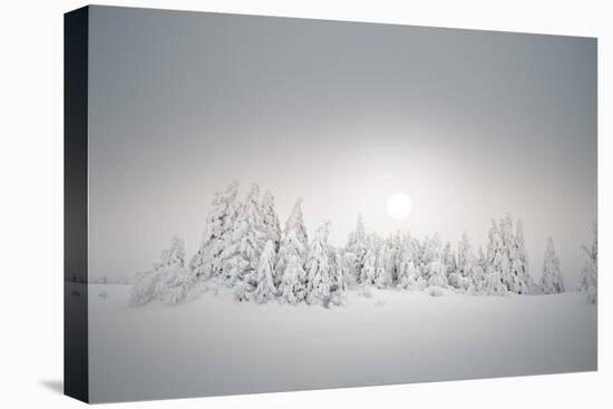 Winter Landscape, Forest, Twilight Series, Nature, Vegetation-Roland T.-Premier Image Canvas