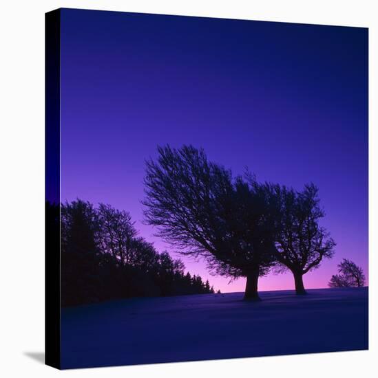 Winter-Landscape, Trees, Red-Beech, Fagus Sylvatica, Twilight-Herbert Kehrer-Premier Image Canvas