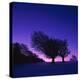 Winter-Landscape, Trees, Red-Beech, Fagus Sylvatica, Twilight-Herbert Kehrer-Premier Image Canvas