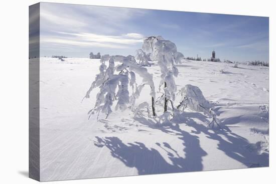 Winter Landscape, Trees, Snow-Covered Germany, Baden-WŸrttemberg, Black Forest-Roland T.-Premier Image Canvas