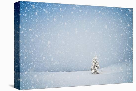 Winter Landscape with Snow-Covered Fir-Tree in a Lonely Mountain Valley. Christmas Theme with Snowf-Kotenko-Premier Image Canvas