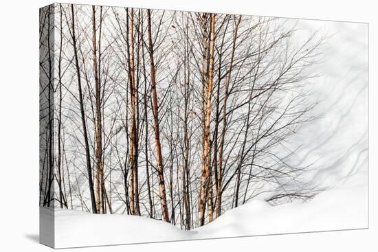 Winter Light and Shadows-Ursula Abresch-Premier Image Canvas