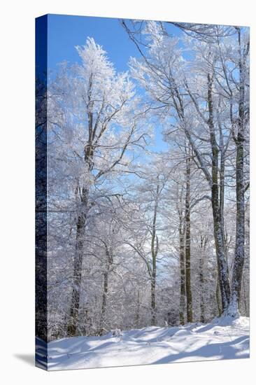 Winter Line-Philippe Sainte-Laudy-Premier Image Canvas