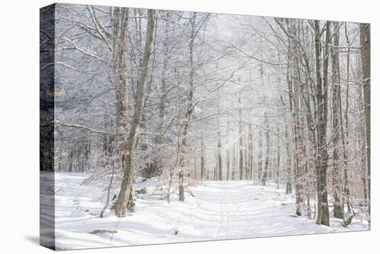 Winter Mood-Philippe Sainte-Laudy-Premier Image Canvas