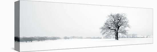 Winter Oaks-Joseph Eta-Stretched Canvas