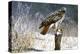 Winter Redtail-Russell Cobane-Stretched Canvas