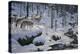 Winter's Cry-Jeff Tift-Premier Image Canvas