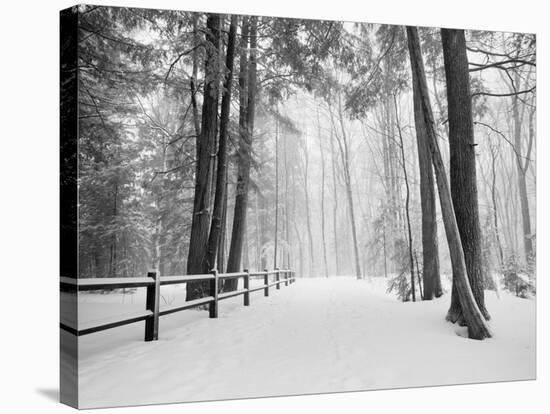 Winter's Path-Monte Nagler-Premier Image Canvas