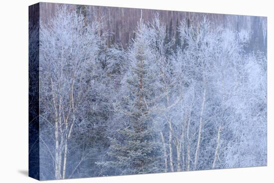 Winter scenic near Fairbanks, Alaska-Stuart Westmorland-Premier Image Canvas