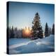 Winter Snowy Pine Trees at Sunset-Dudarev Mikhail-Premier Image Canvas