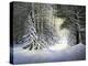 Winter Song-John Morrow-Premier Image Canvas