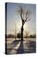 Winter Sun Behind Old Tree-Jeff Rasche-Premier Image Canvas