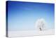Winter Tree in a Field with Blue Sky-Dudarev Mikhail-Premier Image Canvas