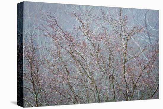 Winter Tree Limbs I-Kathy Mahan-Premier Image Canvas