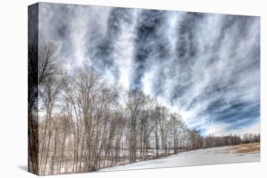 Winter Treeline-Robert Goldwitz-Premier Image Canvas