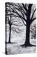 Winter Trees, Greenwich Park, 2004-Ellen Golla-Premier Image Canvas