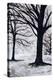 Winter Trees, Greenwich Park, 2004-Ellen Golla-Premier Image Canvas