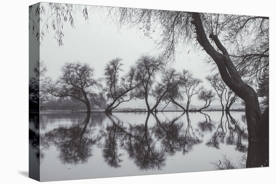 Winter Trees Reflection, Marin County California-Vincent James-Premier Image Canvas