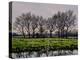 Winter Trees-Christopher Ryland-Premier Image Canvas