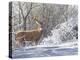 Winter Whitetail-Bruce Miller-Premier Image Canvas