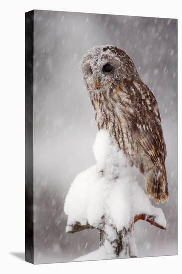 Winter Wildlife Scene with Owl. Tawny Owl Snow Covered in Snowfall during Winter. Action Snowfall S-Ondrej Prosicky-Premier Image Canvas