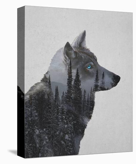 Winter Wolf-Davies Babies-Stretched Canvas