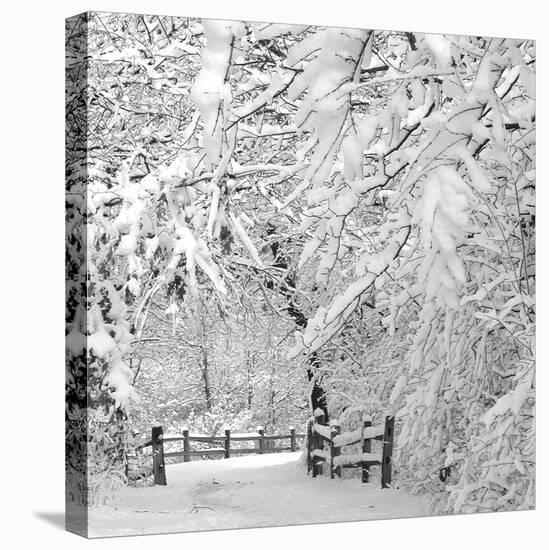 Winter Wonderland-Incredi-Premier Image Canvas